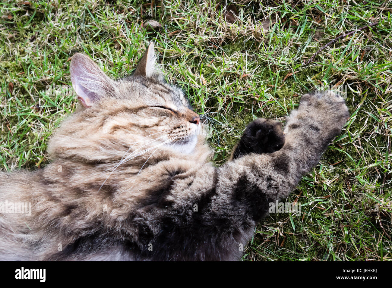 Capelli lunghi Tabby gatto addormentato all'aperto su un prato Foto Stock