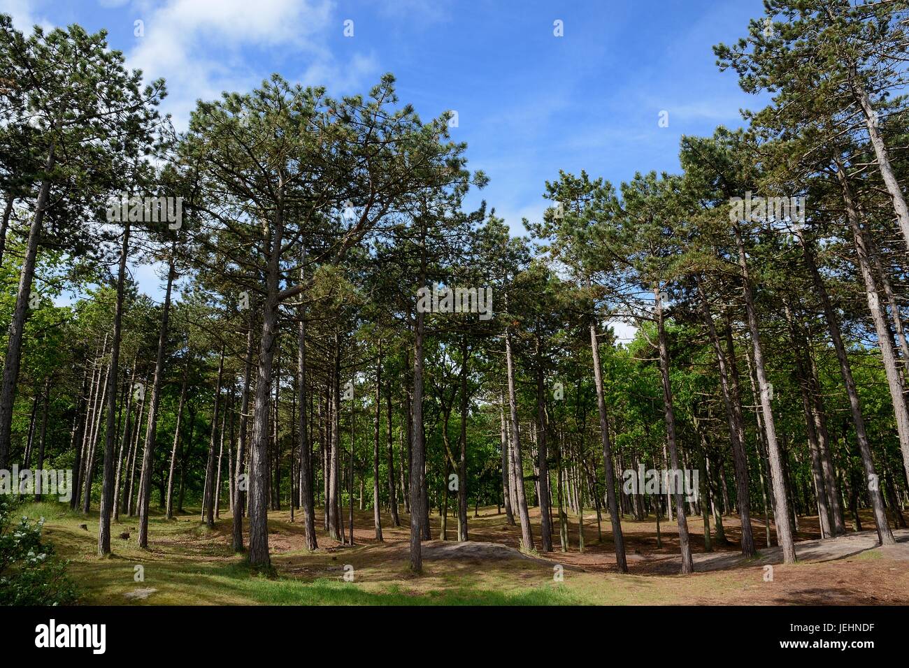 Het mooie bos op de Noordoosthoek Foto Stock