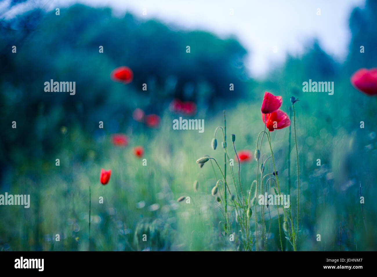 Natura astratta sfondi naturali di bellezza bokeh di fondo. Golden la luce del sole estivo soleggiato fiori sullo sfondo della natura soft zen rilassante di ispirazione Foto Stock