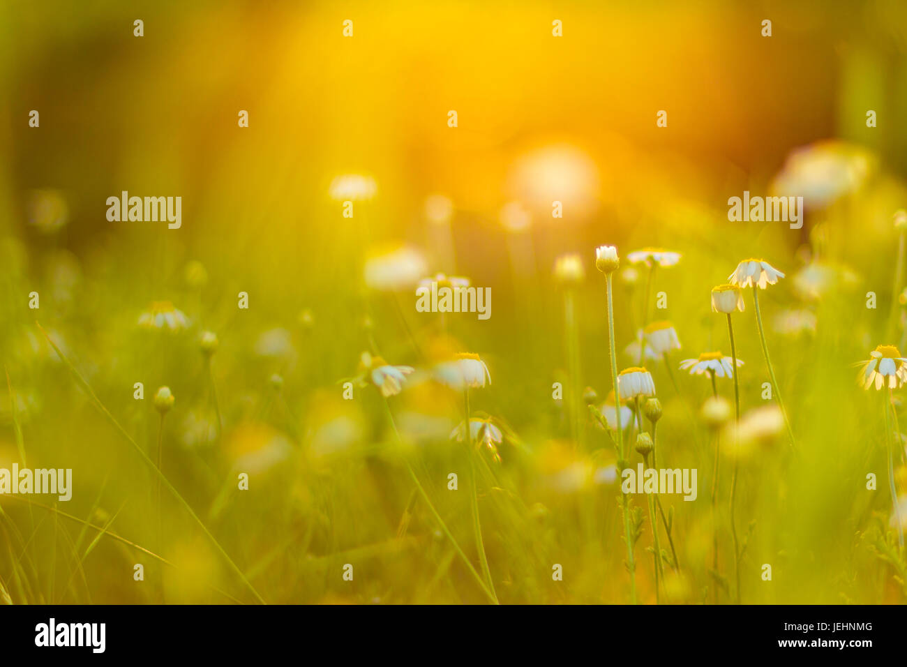 Natura astratta sfondi naturali di bellezza bokeh di fondo. Golden la luce del sole estivo soleggiato fiori sullo sfondo della natura soft zen rilassante di ispirazione Foto Stock