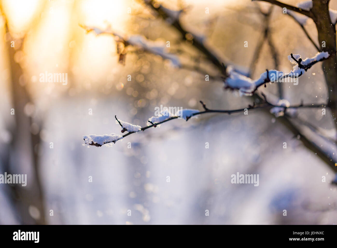 Bel tramonto scena, filiale di inverno e sfondo innevato, butterature fiocchi di neve. Abstract inverno closeup, neve fredda e calda luce del sole Foto Stock