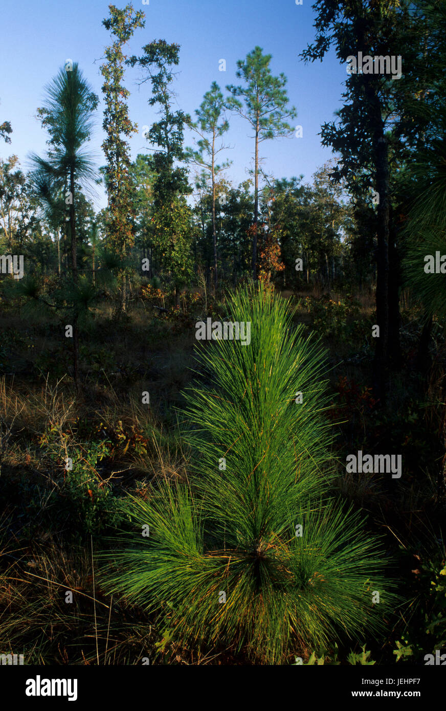 Piantina di pino, Apalachicola Bluffs e anfratti preservare, Florida Foto Stock