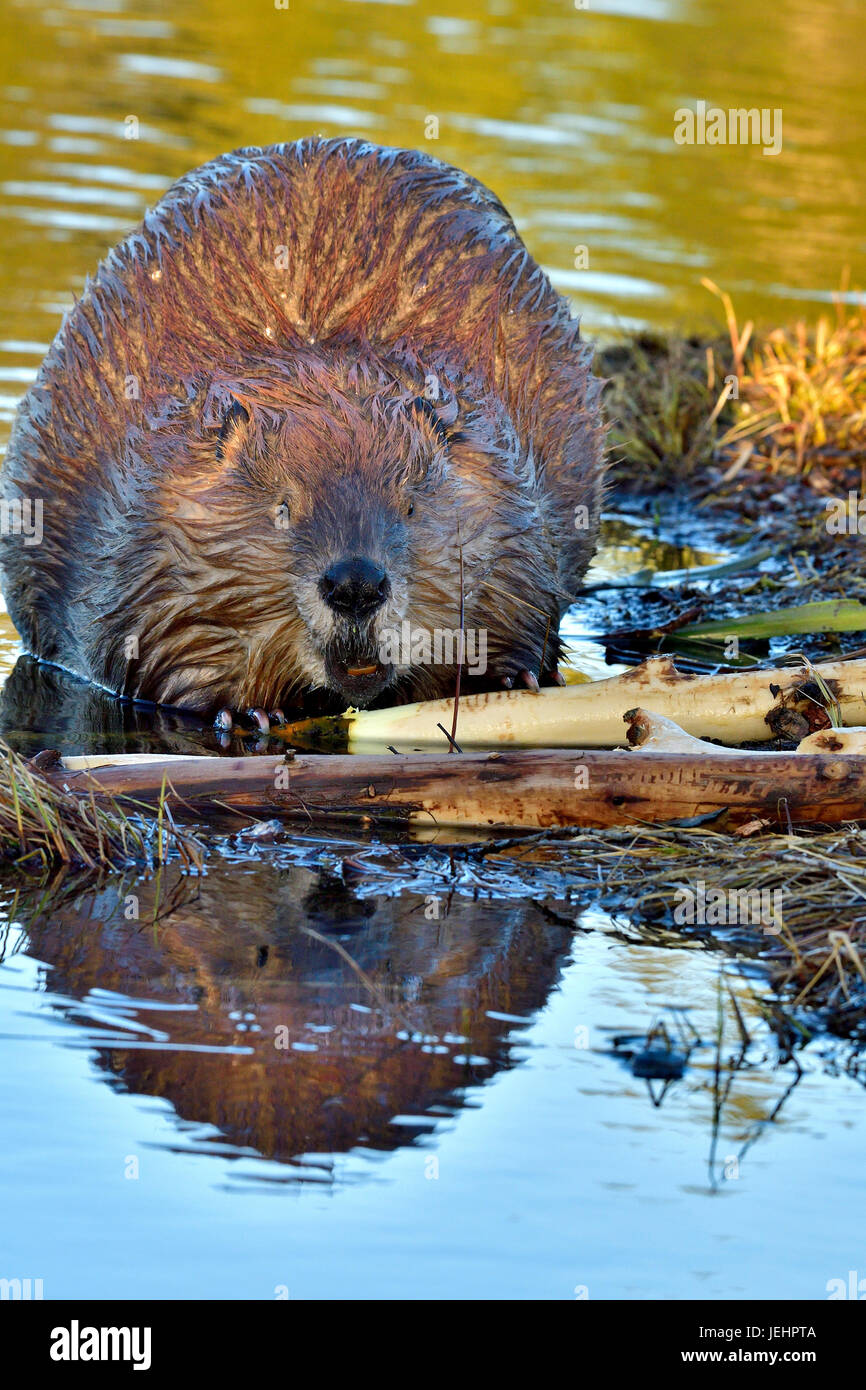 Un'immagine verticale di un selvaggio castoro (Castor canadenis) alimentazione su alcuni rami di Aspen a Lago di Maxwell a Hinton Alberta Canada Foto Stock
