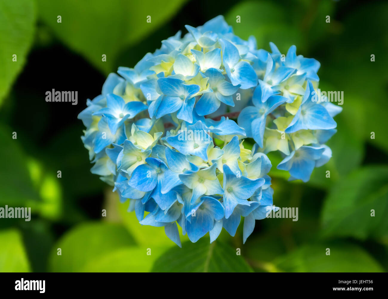 Blu fiore in fiore nel giardino. Foto Stock
