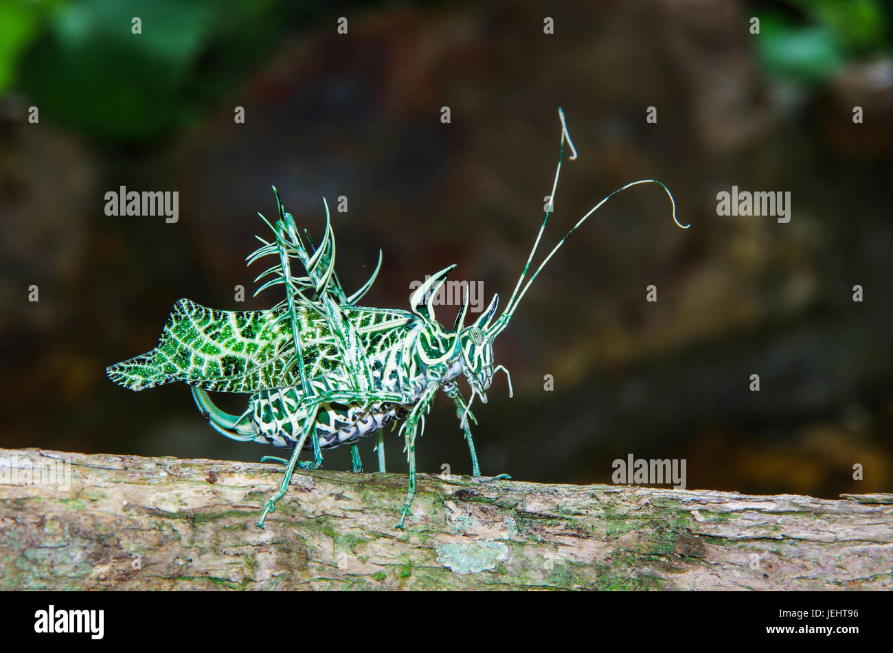 Markia hystrix, Lichen Katydid immagine presa in Panamas foresta di pioggia Foto Stock