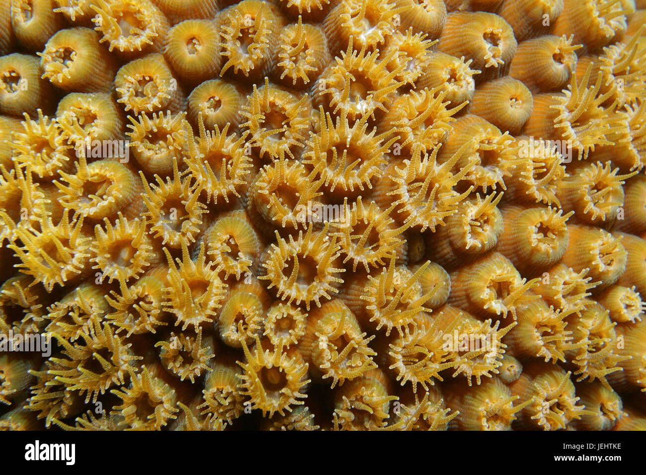 Macro di grandi stelle Coral con i polipi aperti, Montastraea cavernosa, subacquea in Mar dei Caraibi Foto Stock