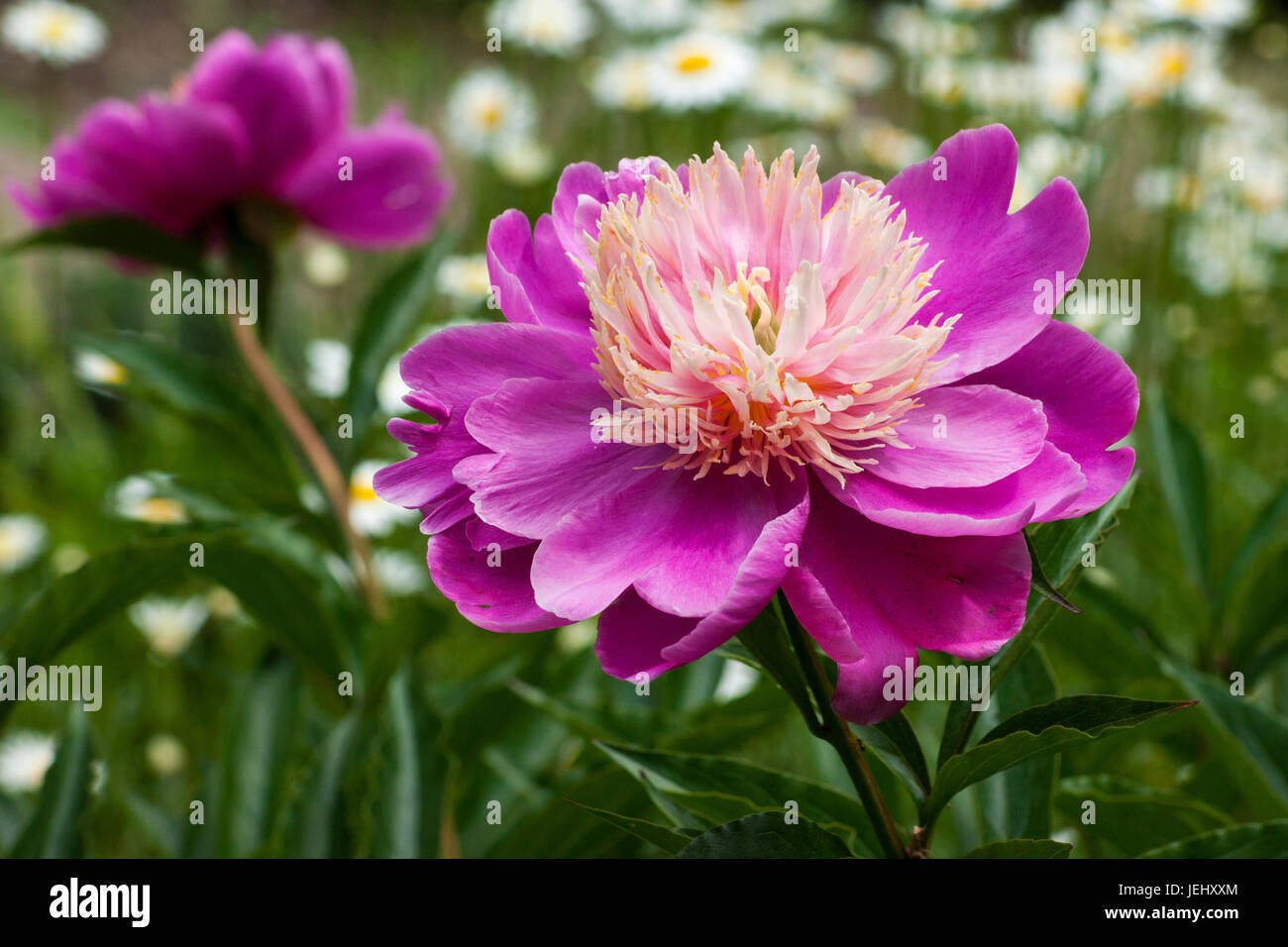 "Ciotola di bellezza' peonia (Paeonia lactiflora). Sedgwick giardini sul lungo Hill Station wagon, in Beverly, MA. Foto Stock