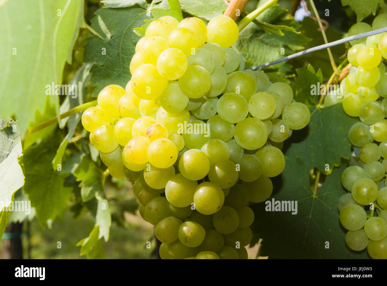 Vino bianco di uve Foto Stock