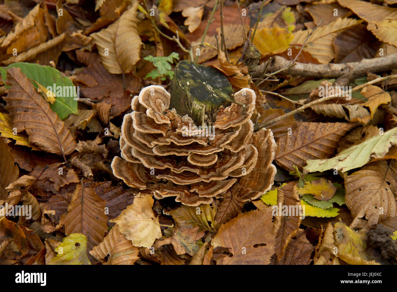 Fungo Turkeytail Foto Stock