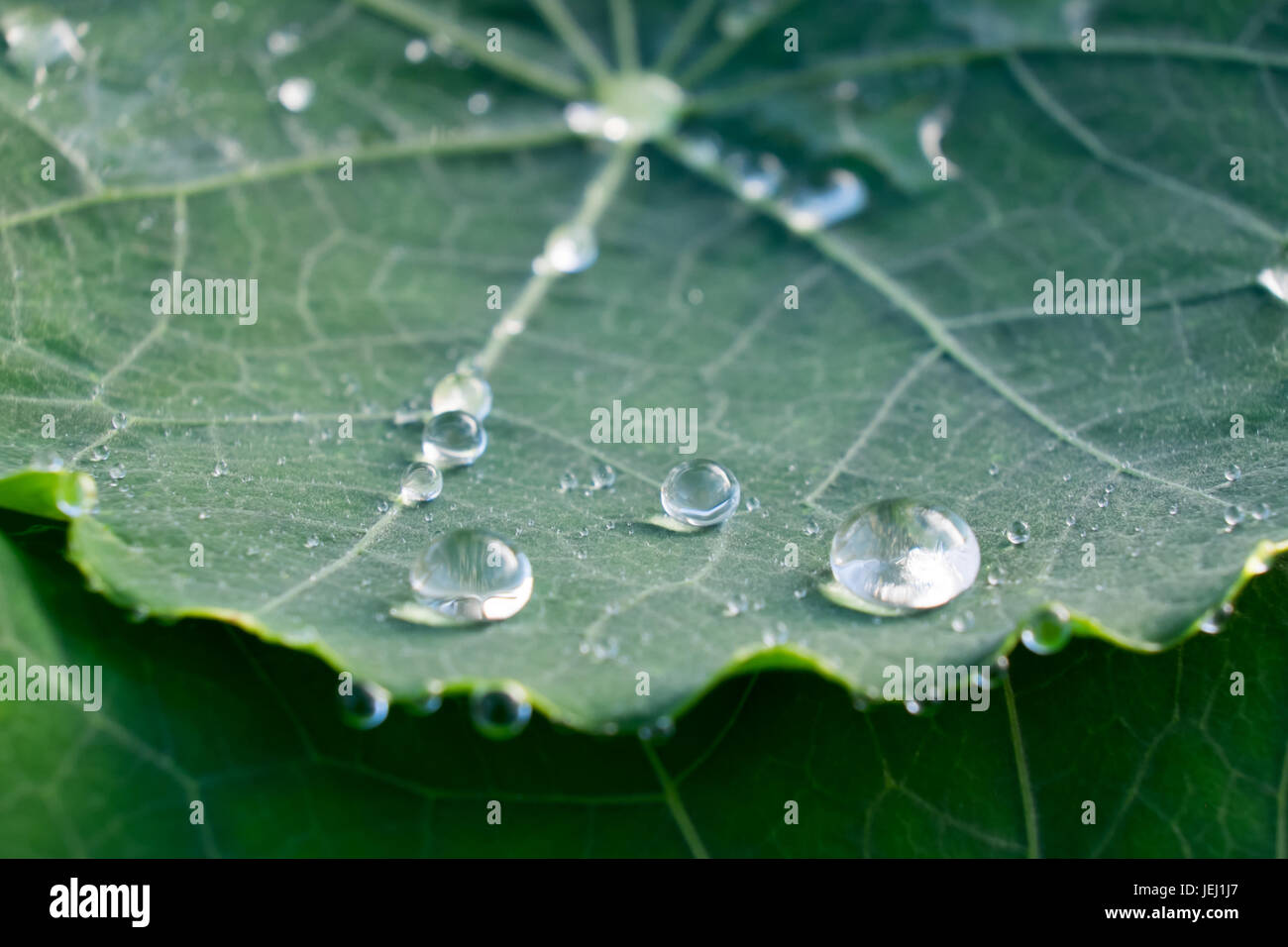 Round pioggia le goccioline di acqua sulla verde foglia nasturtium - macro close up con profondità di campo Foto Stock