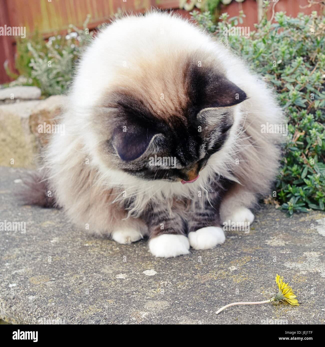 Pedigree gatto Ragdoll seduta su una panchina di pietra a giocare con un fiore di tarassaco all'aperto Foto Stock