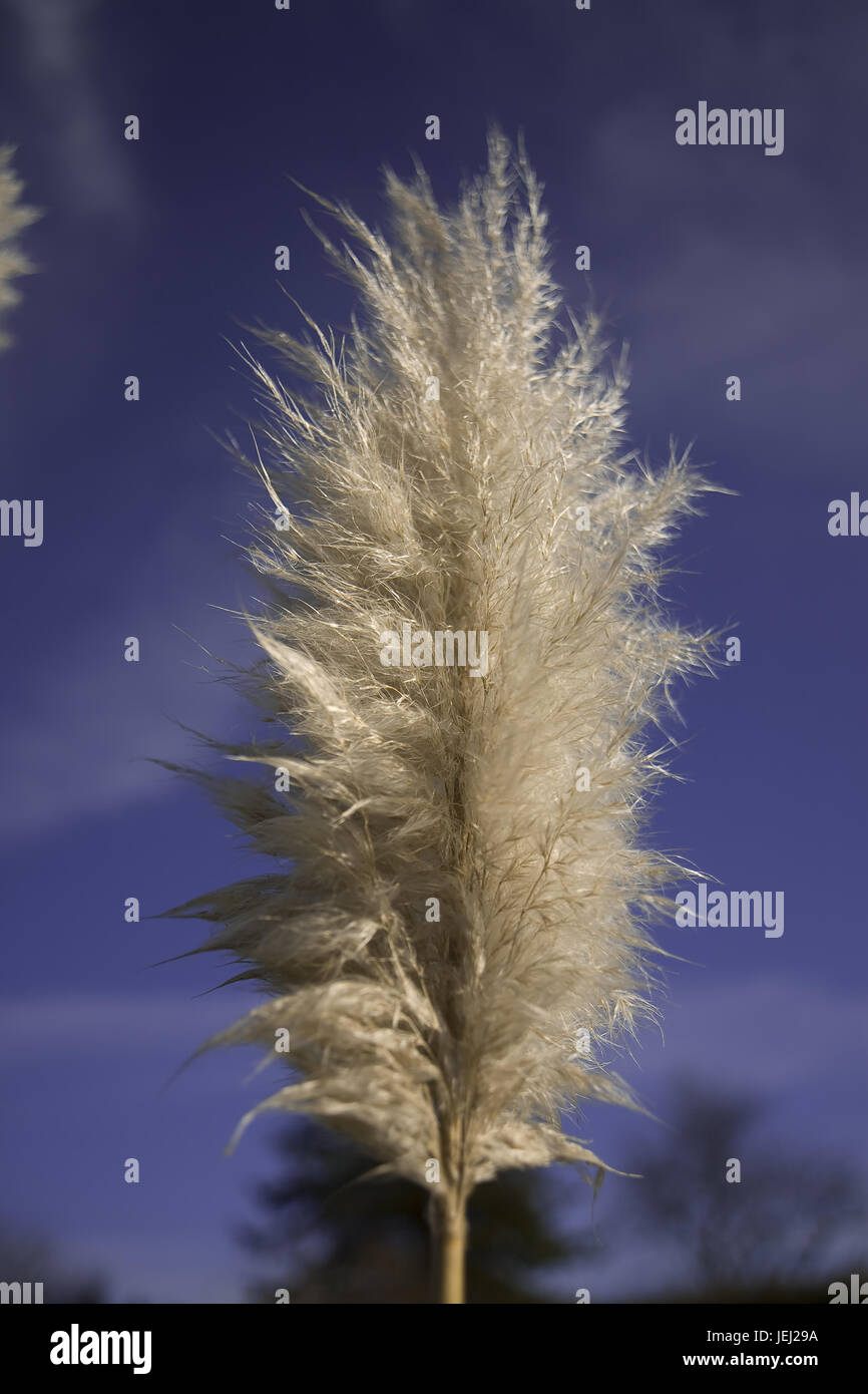 autunno Light Foto Stock