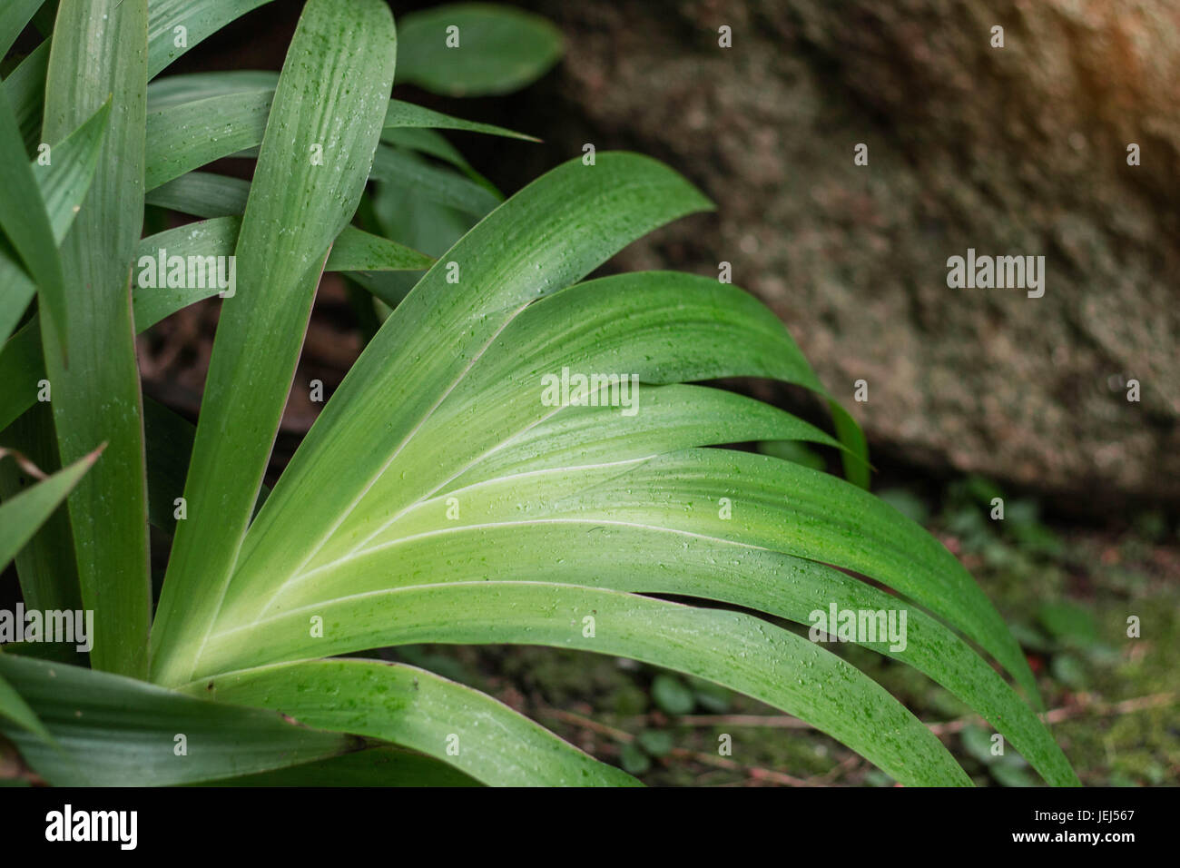 Verde piante ornamentali sul terreno. Foto Stock