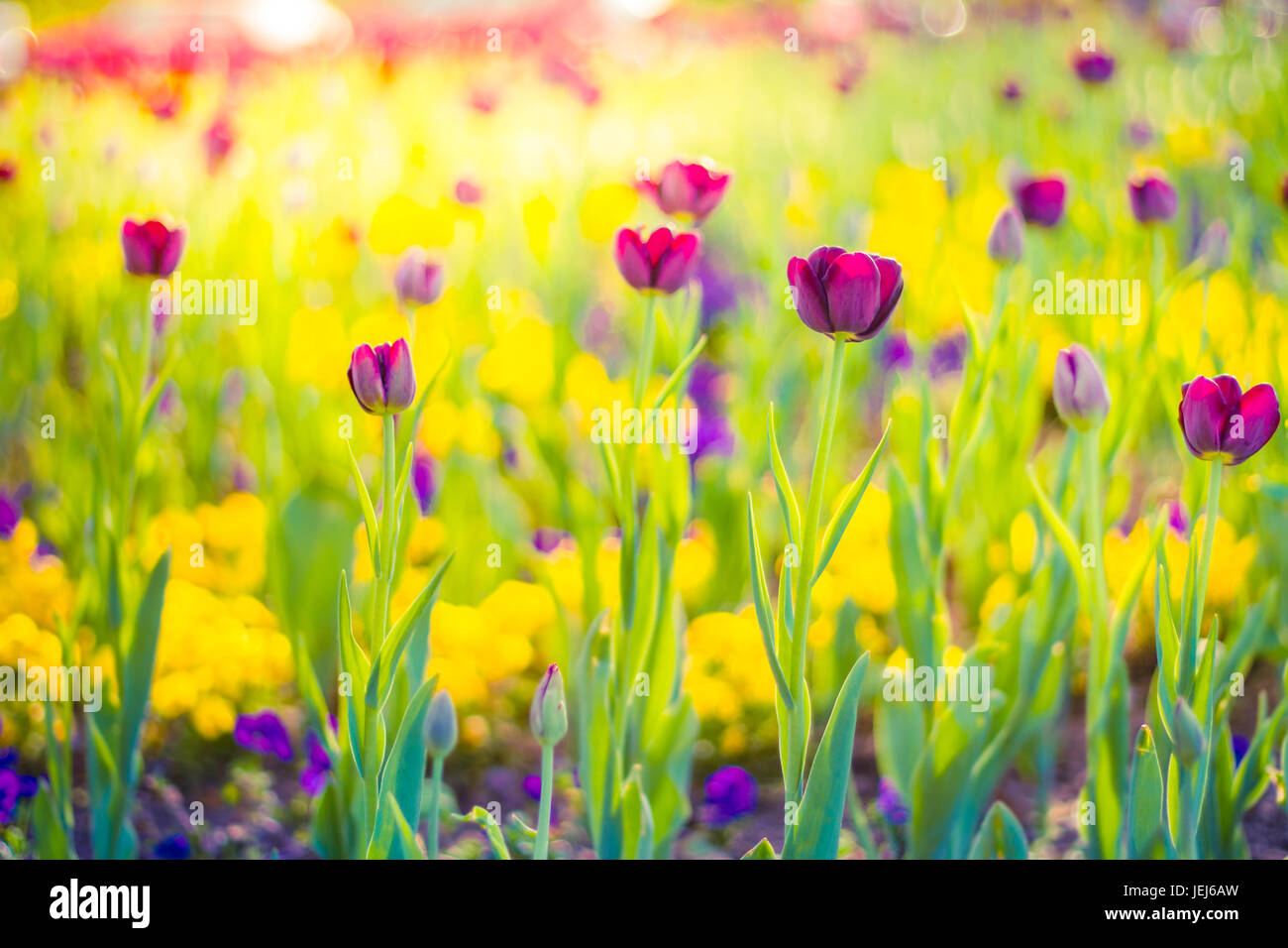 Incredibile estate natura fiori rosa, tulipani e luce solare giorno paesaggio. Vista naturale primavera estate fiore in fiore nel giardino di erba verde sullo sfondo Foto Stock