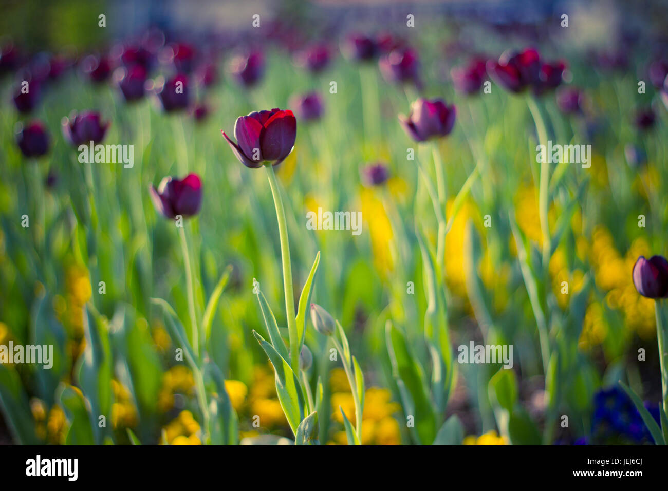 Incredibile estate natura fiori rosa, tulipani e luce solare giorno paesaggio. Vista naturale primavera estate fiore in fiore nel giardino di erba verde sullo sfondo Foto Stock