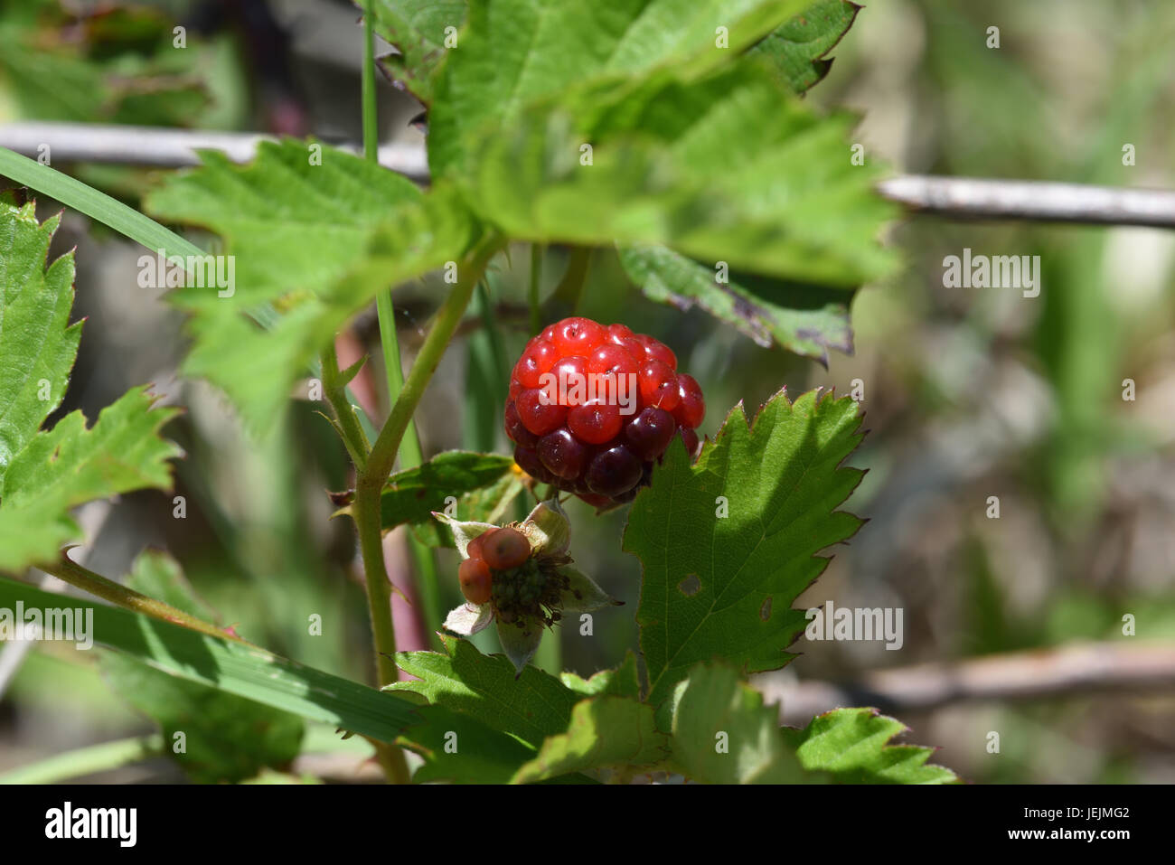 Dewberry Foto Stock