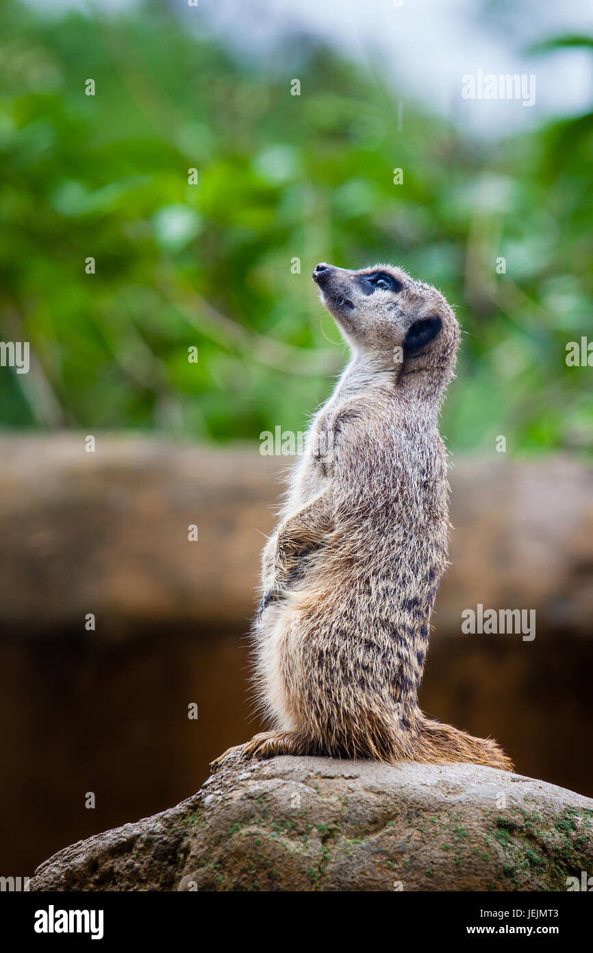 Meerkat (Suricata suricatta) sentry Foto Stock