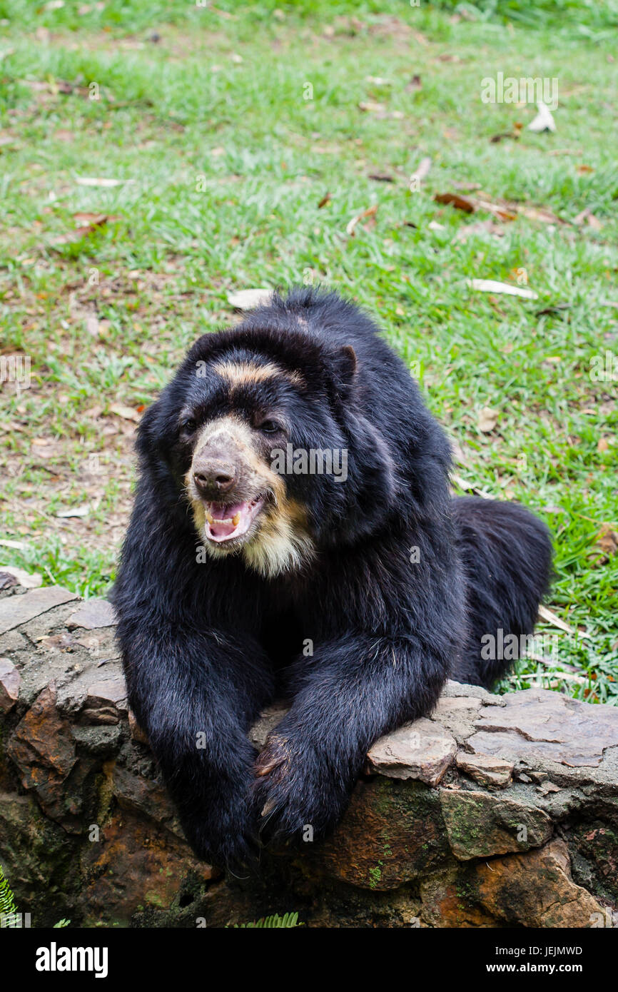 Spectacled bear (Tremarctos ornatus) in cattività Foto Stock