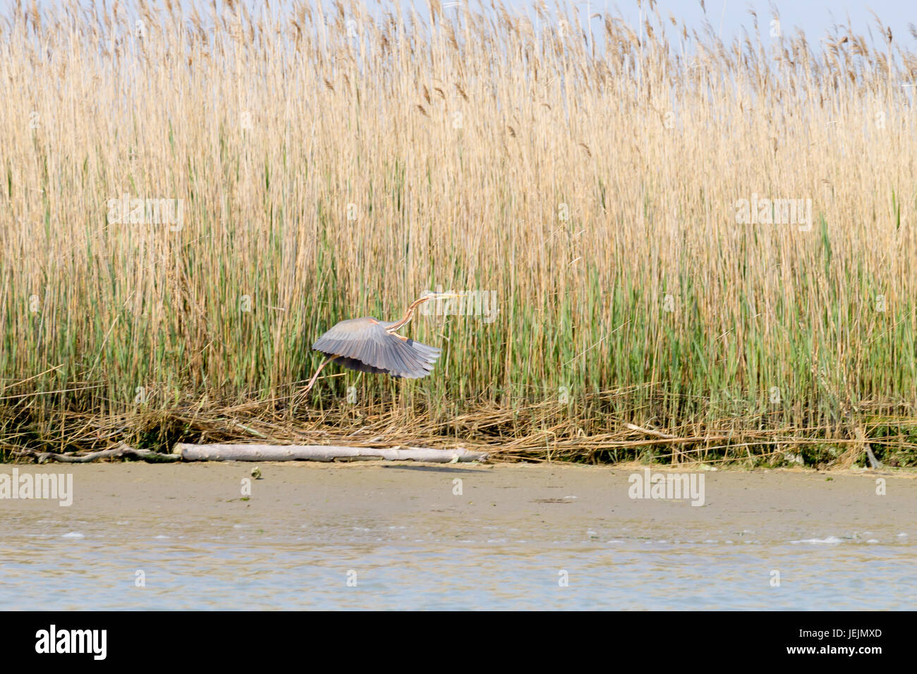 Airone rosso vicino fino dal fiume Po laguna, Italia. Per gli uccelli migratori. Natura italiana Foto Stock
