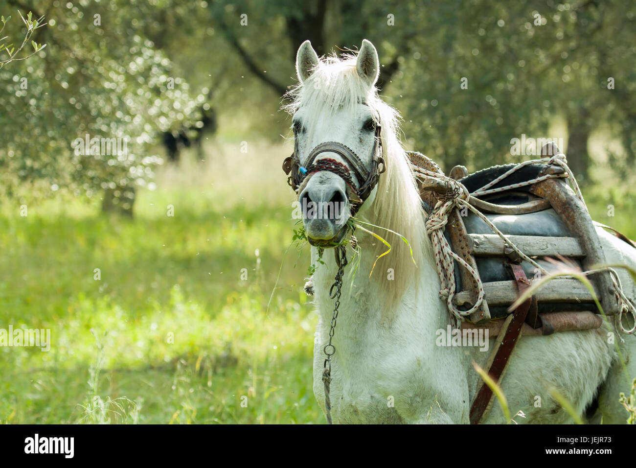 Cavallo su Lesbo o lesbo Foto Stock