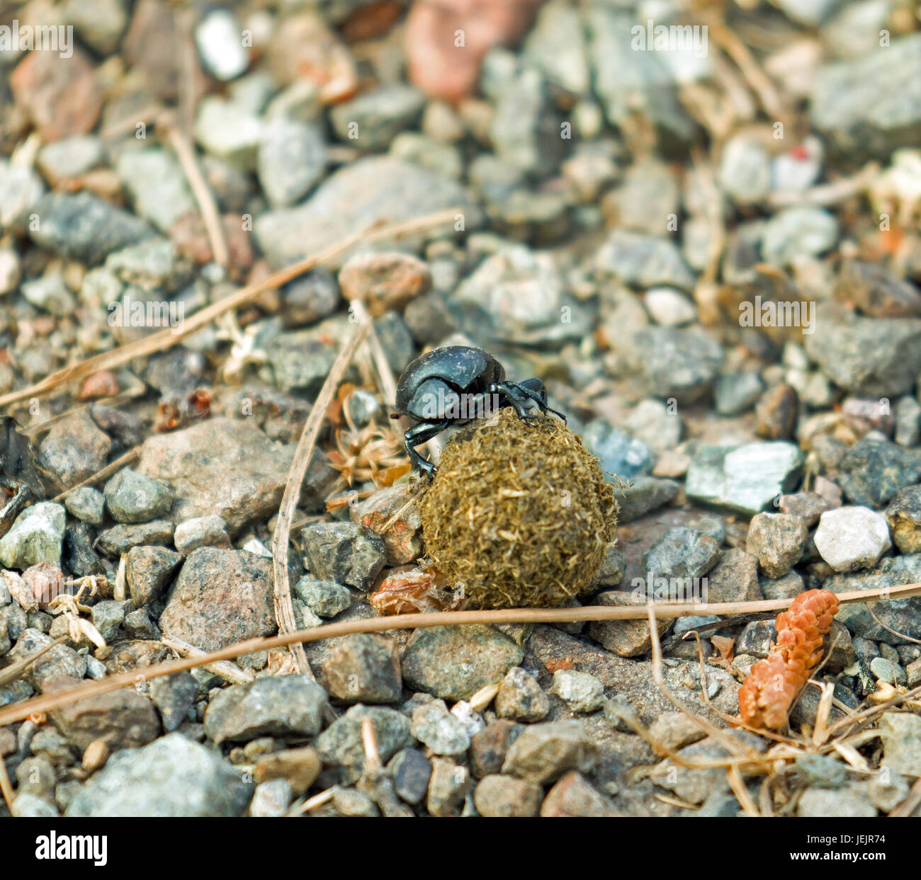 Dung Beetle con sfera di sterco Foto Stock