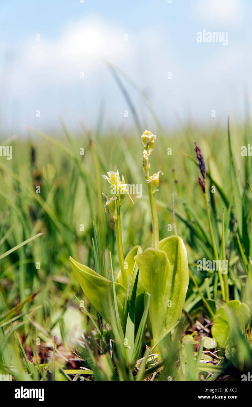 Fen Orchid, Liparis loeselii var ovata, molto rara orchidea, Kenfig Riserva Naturale Nazionale, Porthcawl, nel Galles del Sud. Foto Stock