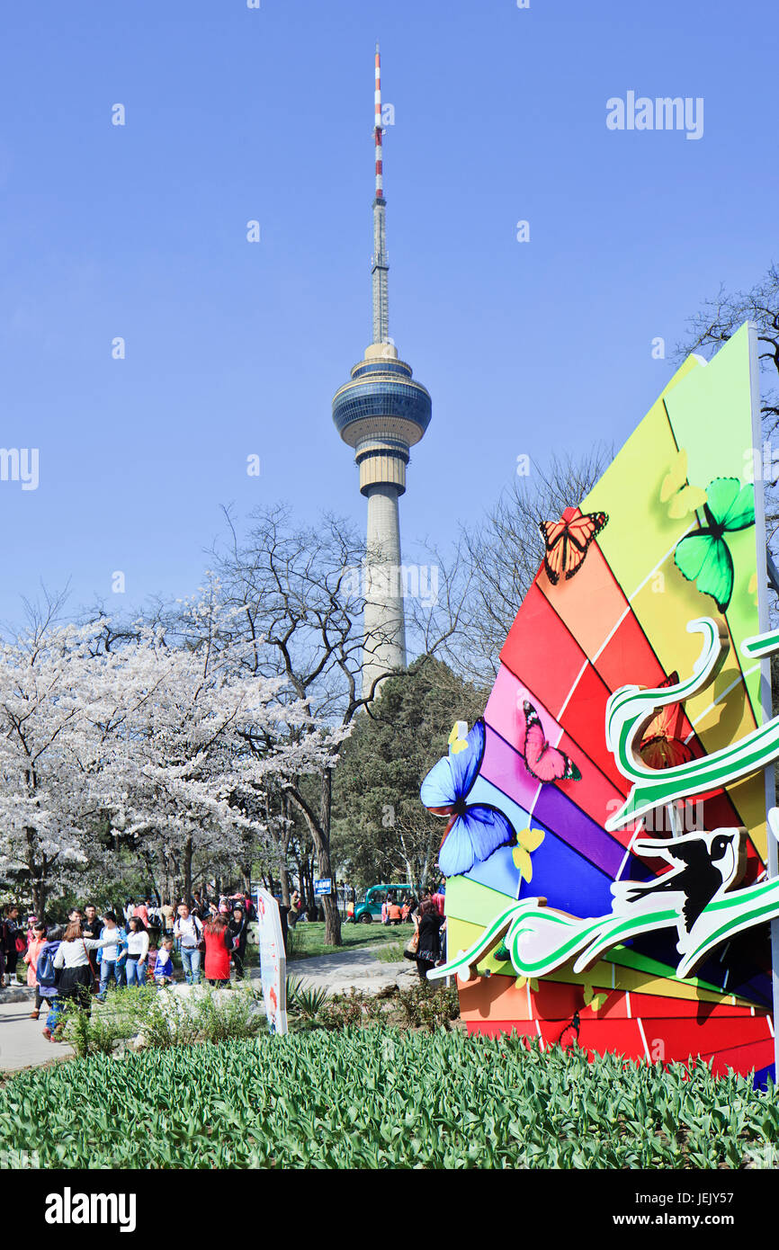 PECHINO-30 MARZO 2014. Yuyuantan Park on Spring Cherry Tree Blossom Festival con vista sulla torre CCTV di 405 metri. Foto Stock