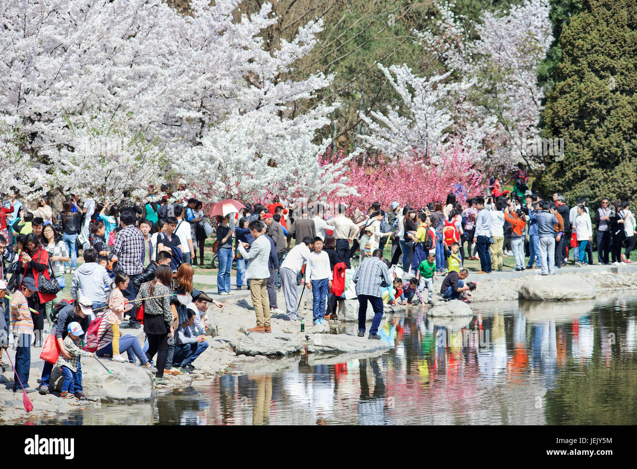 PECHINO-30 MARZO 2014. I visitatori possono godersi il festival della fioritura degli alberi di ciliegio del Parco Yuyuantan. Attrae il turismo nazionale e internazionale. Foto Stock