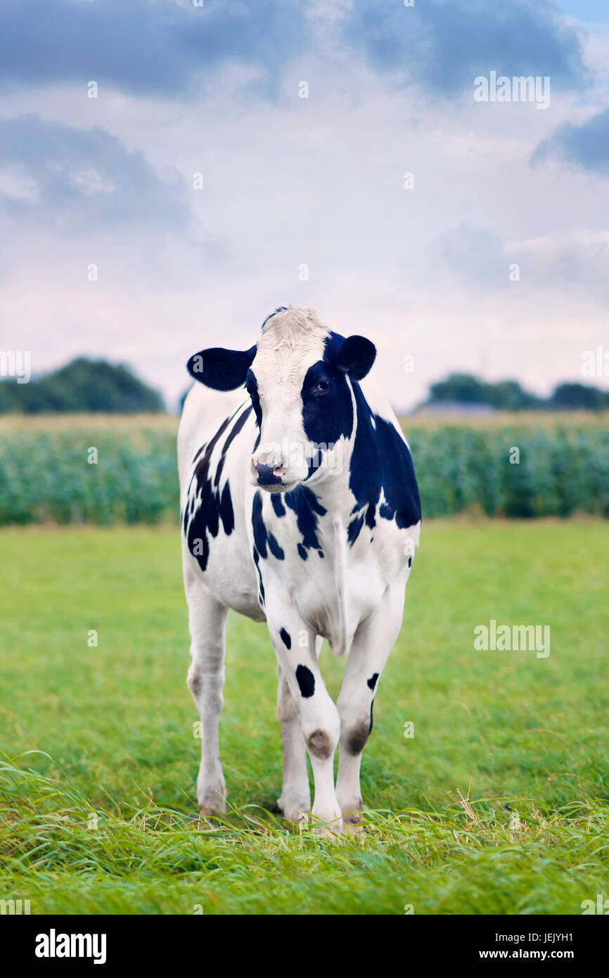 Carino Holstein-Friesian vitello in un verde prato olandese con un campo di grano sullo sfondo. Foto Stock