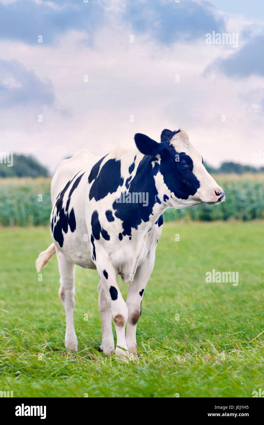 Carino Holstein-Friesian vitello in un verde prato olandese con un campo di grano sullo sfondo. Foto Stock