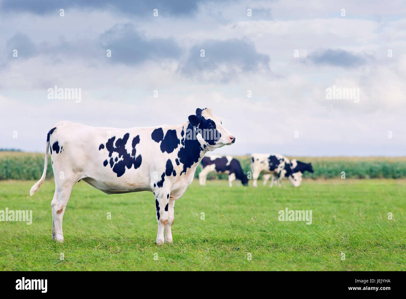 Holstein-Friesian vitello in un verde prato olandese con bestiame al pascolo sullo sfondo. Foto Stock