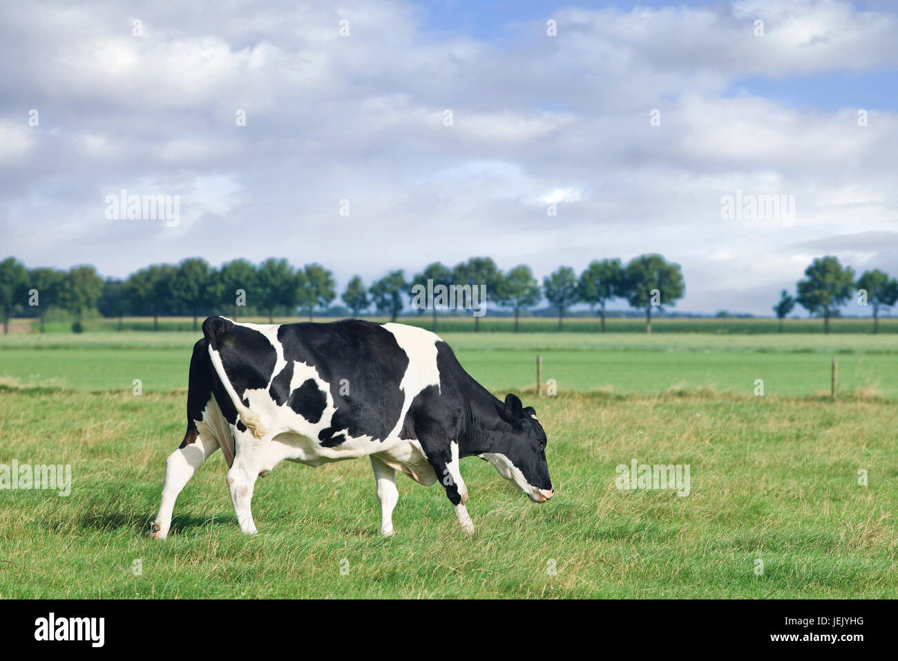 Il pascolo Holstein-Frisian mucca a piedi in un verde prato Olandese, cielo blu e nuvole. Foto Stock