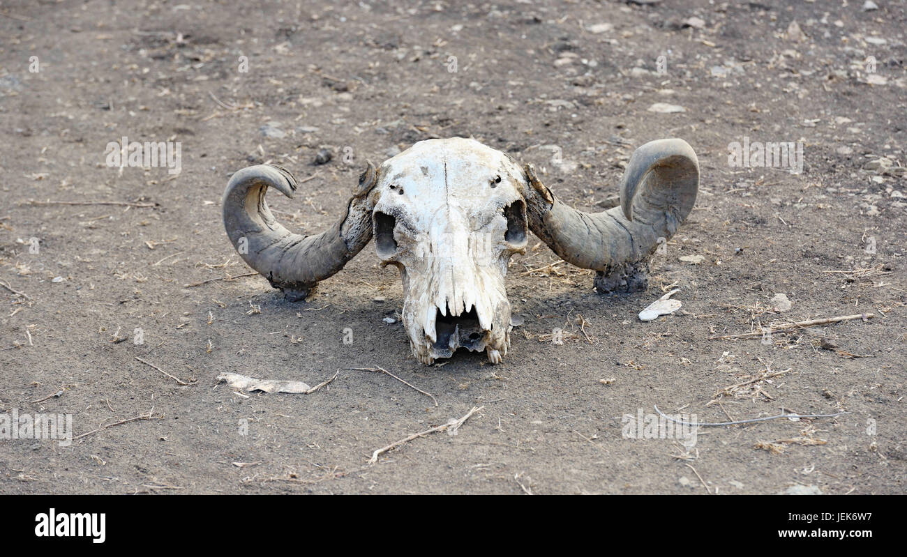 Cranio di toro nel Parco Nazionale di Gir, Gujarat, India, Asia Foto Stock