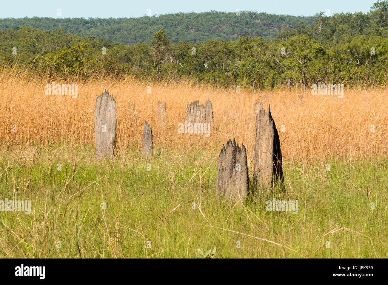 Termite magnetico tumuli (Amitermes meridionalis), il Parco Nazionale di Litchfield, Territorio del Nord, l'Australia. Foto Stock