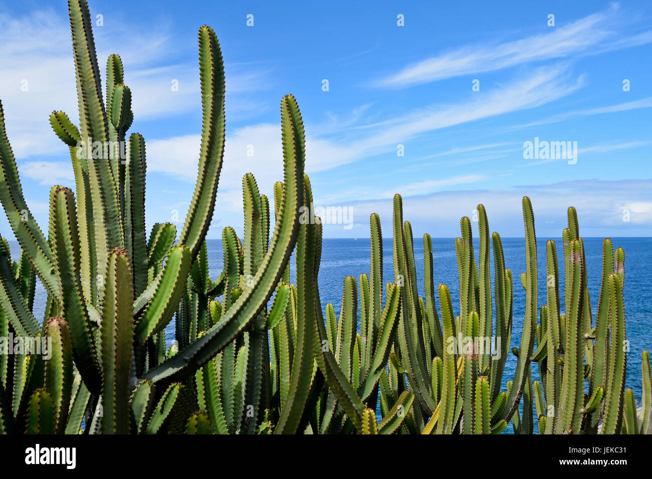 Isola delle Canarie di euforbia dal mare. Isola delle Canarie. Foto Stock