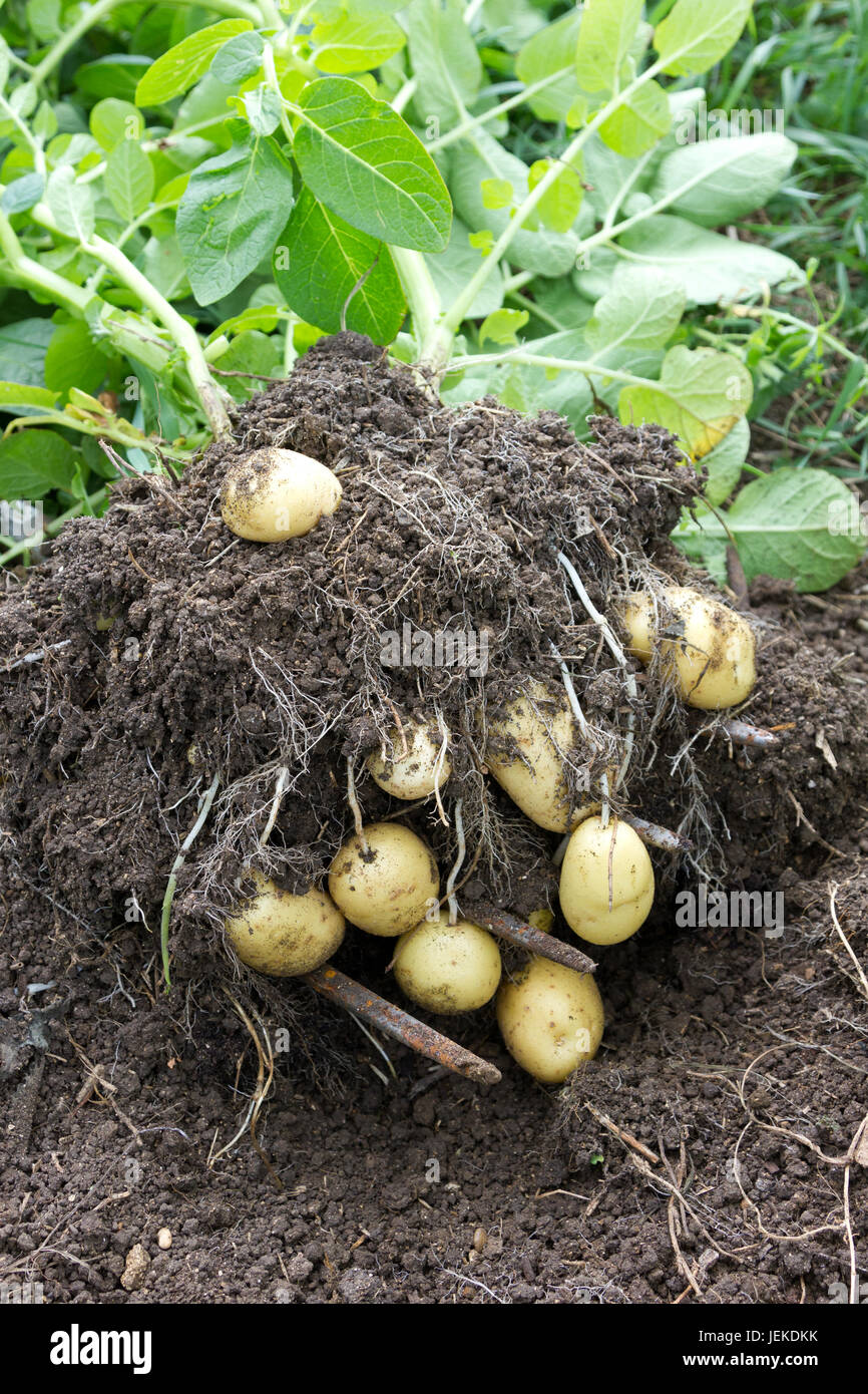 Lady Christl Poptatoes Foto Stock