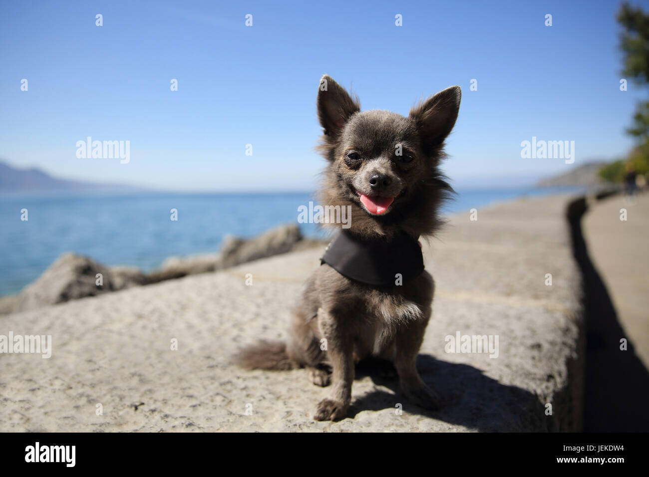Chihuahua dog sitter da un lago Foto Stock
