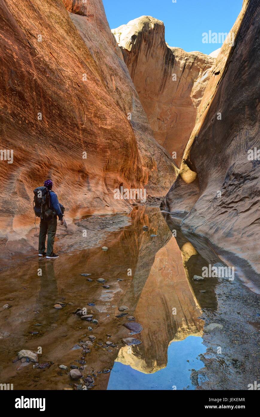 Man Escursionismo nel Halls Creek Narrows, Capital Reef National Park, Utah, Stati Uniti Foto Stock