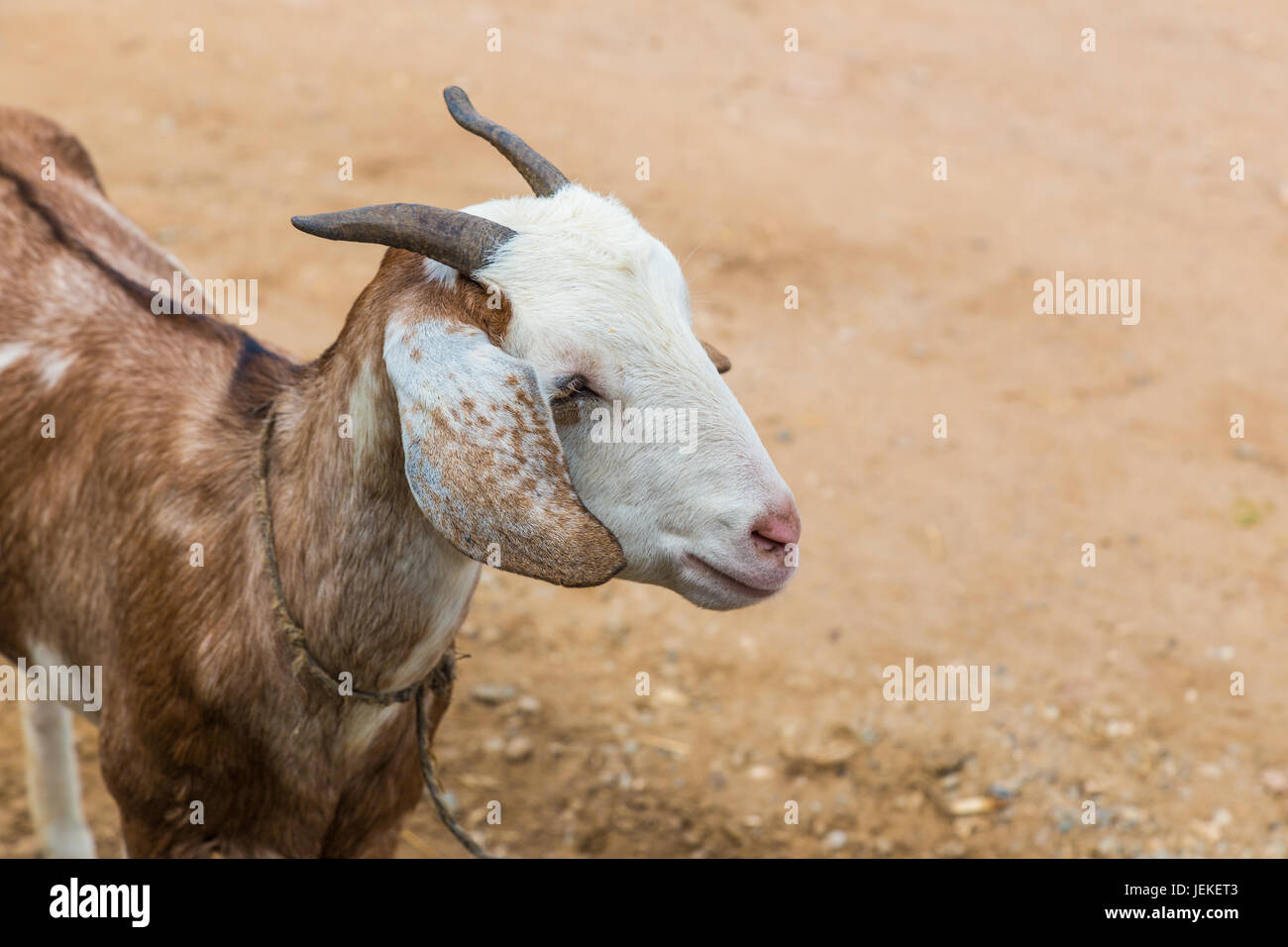 Giovane capra marrone in una fattoria degli animali in Chiang Mai, Thailandia, messa a fuoco selettiva e spazio per testo o spazio di copia Foto Stock