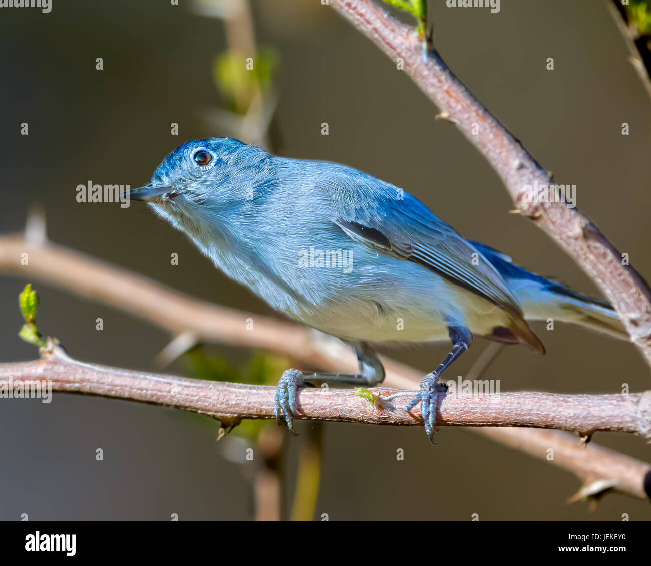 Uccello Gnat Catcher grigio-blu arroccato in un albero, Arizona, Stati Uniti Foto Stock