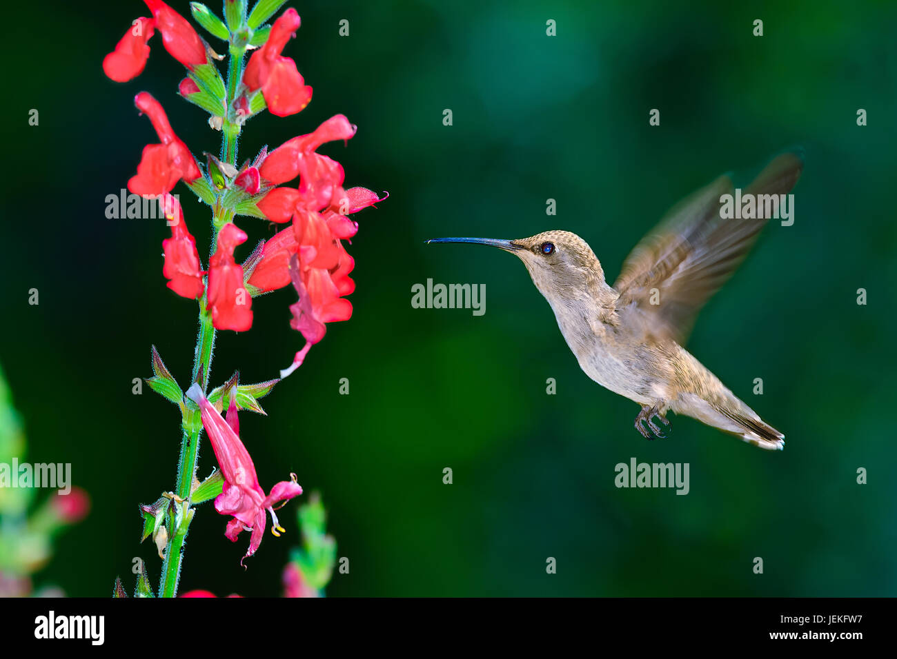 Il colibrì nero con la sua cinta che si abbona a un fiore di chuparosa, Arizona, Stati Uniti Foto Stock