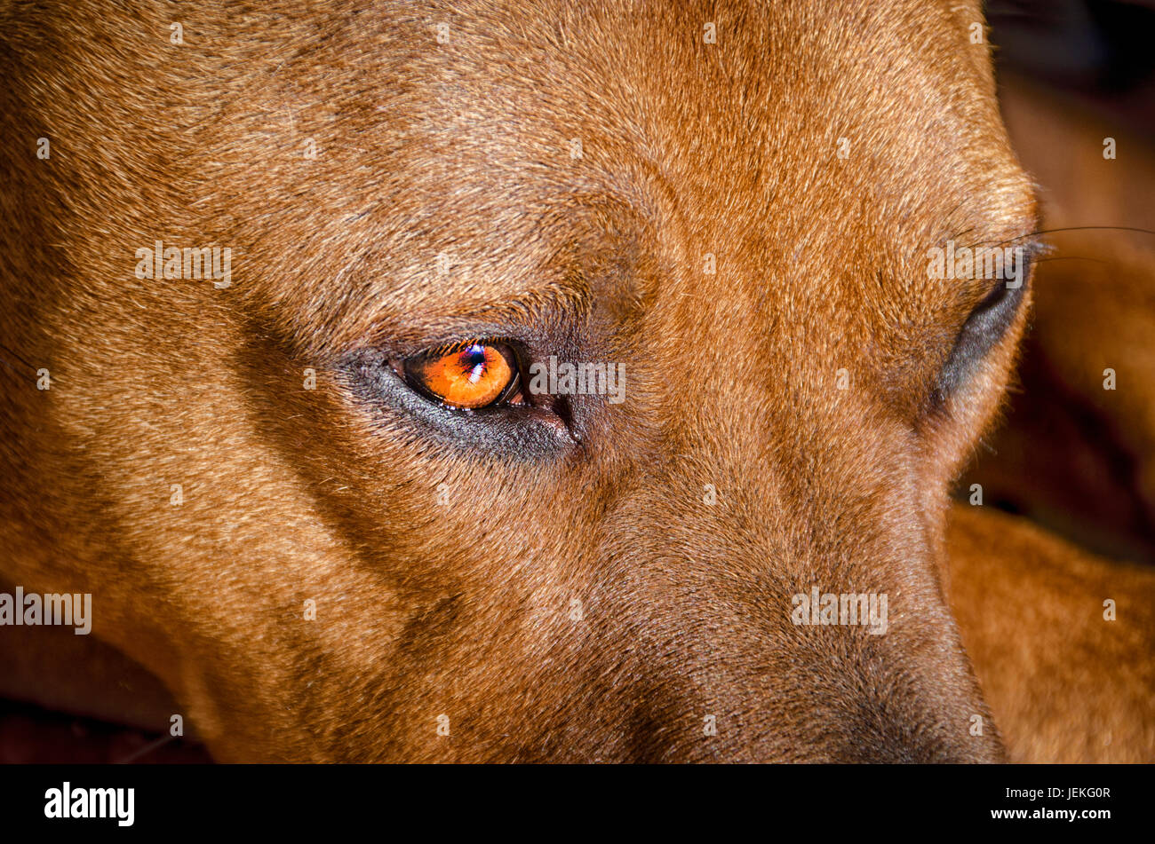 Close-up di un American Staffordshire Terrier cane Foto Stock