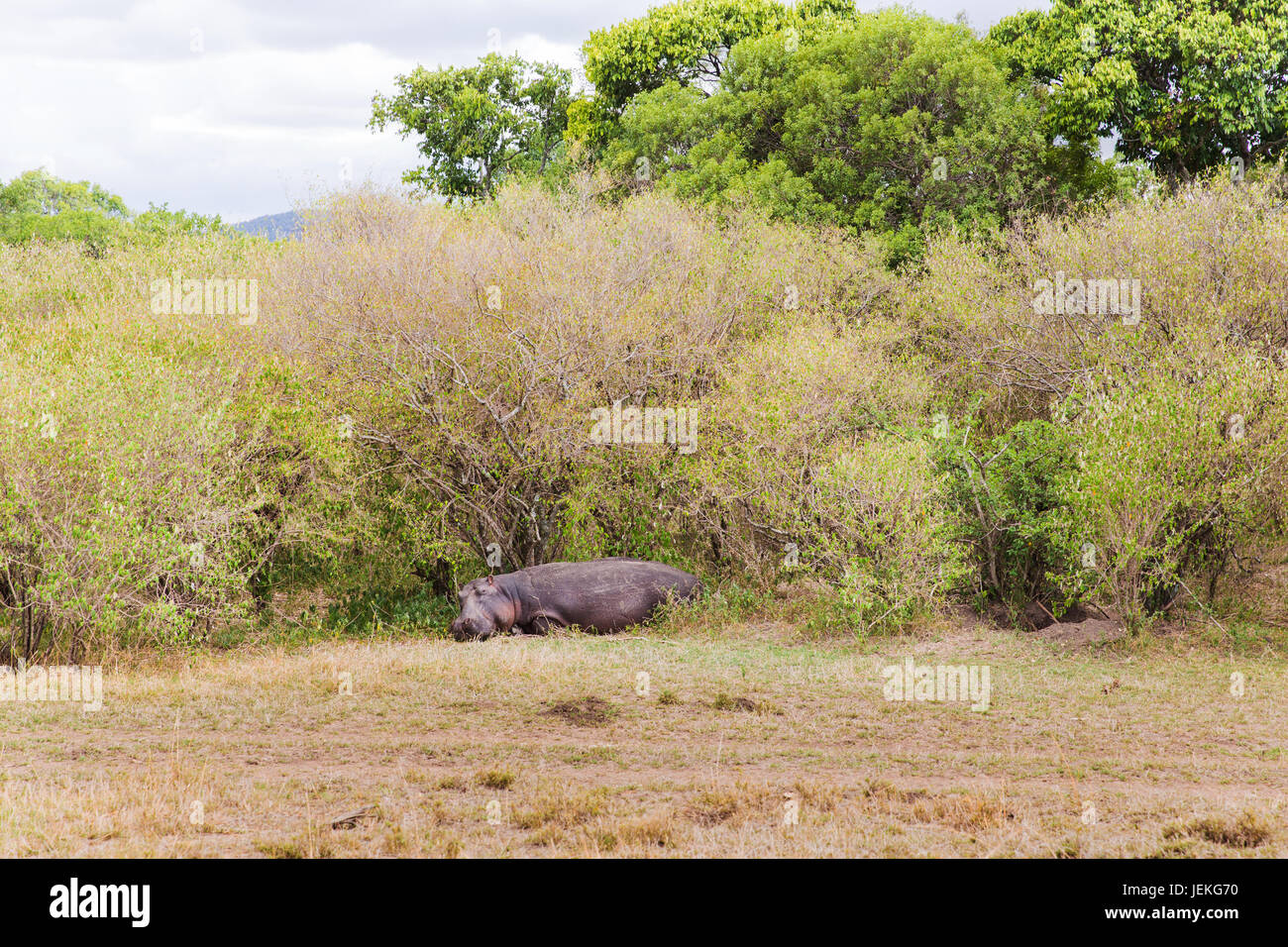 Hippo in Masai Mara riserva nazionale in Africa Foto Stock