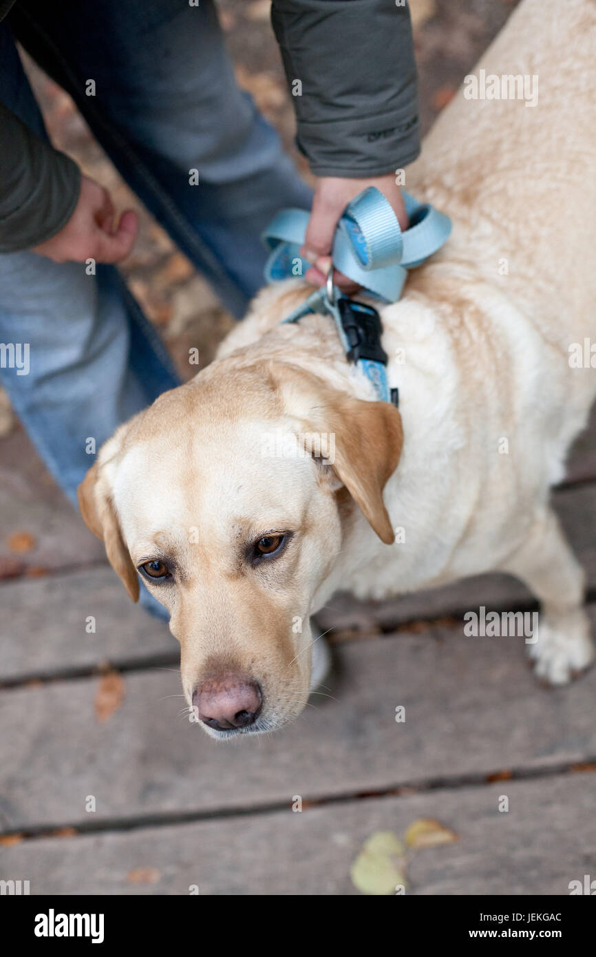 Donna con il suo labrador retriever cane Foto Stock