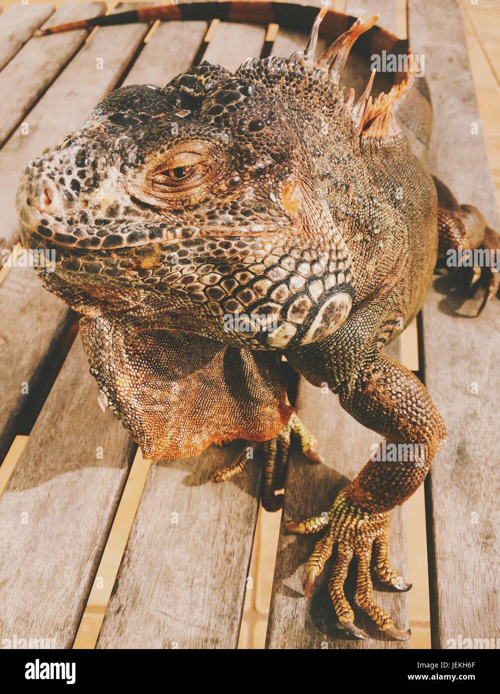 Ritratto di un iguana sul decking in legno Foto Stock