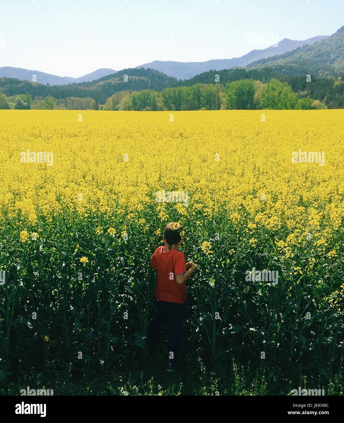Ragazzo a piedi attraverso un campo di colza Foto Stock