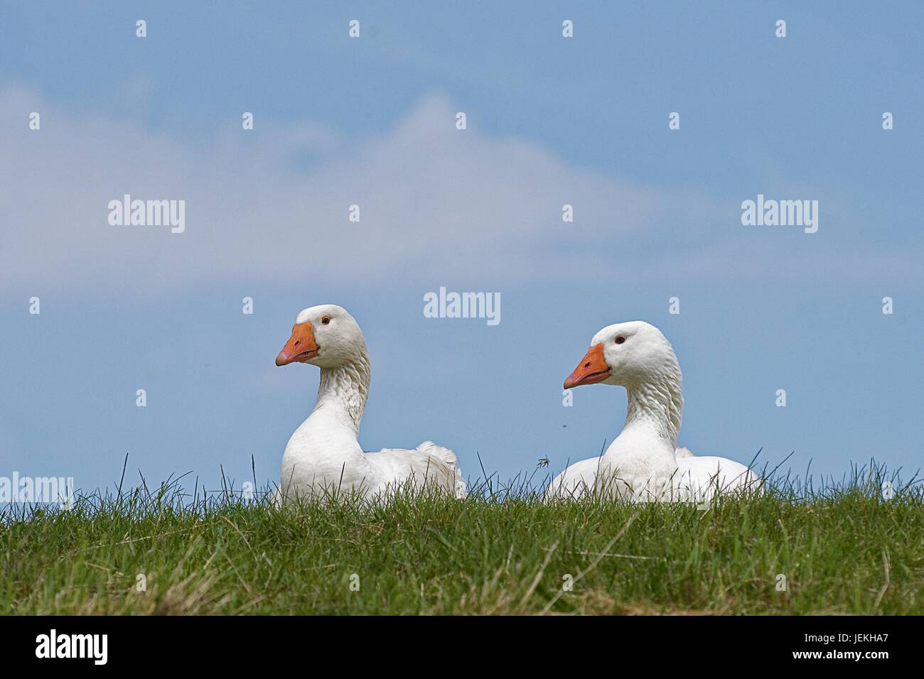 Due oche seduto su una diga, Petkum, Emden, Bassa Sassonia, Germania Foto Stock