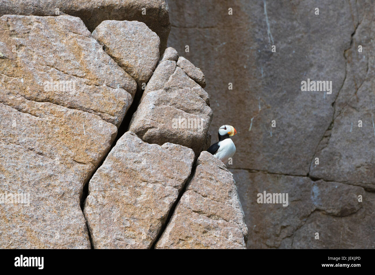 Cornuto Puffin (Fratercula corniculata) sulle scogliere di Capo Achen, Chukotka, Russia Foto Stock