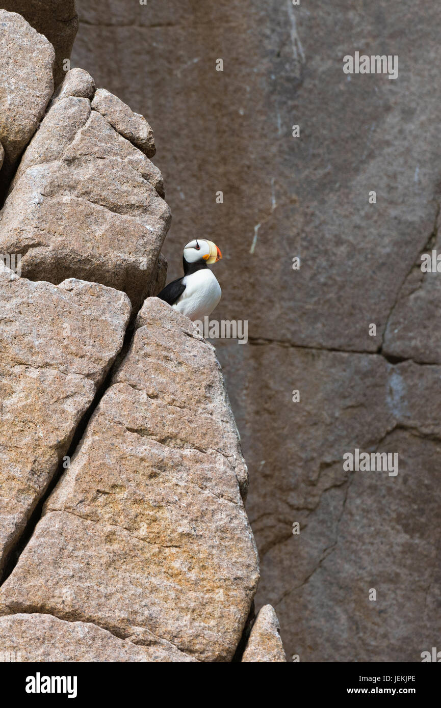 Cornuto Puffin (Fratercula corniculata) sulle scogliere di Capo Achen, Chukotka, Russia Foto Stock