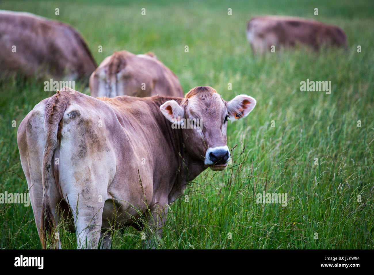 Vacca (Svizzera Razza Razza Braunvieh) in piedi su un verde prato con altre mucche al pascolo in background. Foto Stock